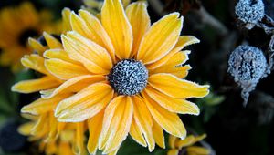 Preview wallpaper rudbeckia, flower, petals, frost, macro, yellow