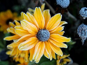 Preview wallpaper rudbeckia, flower, petals, frost, macro, yellow