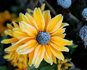 Preview wallpaper rudbeckia, flower, petals, frost, macro, yellow