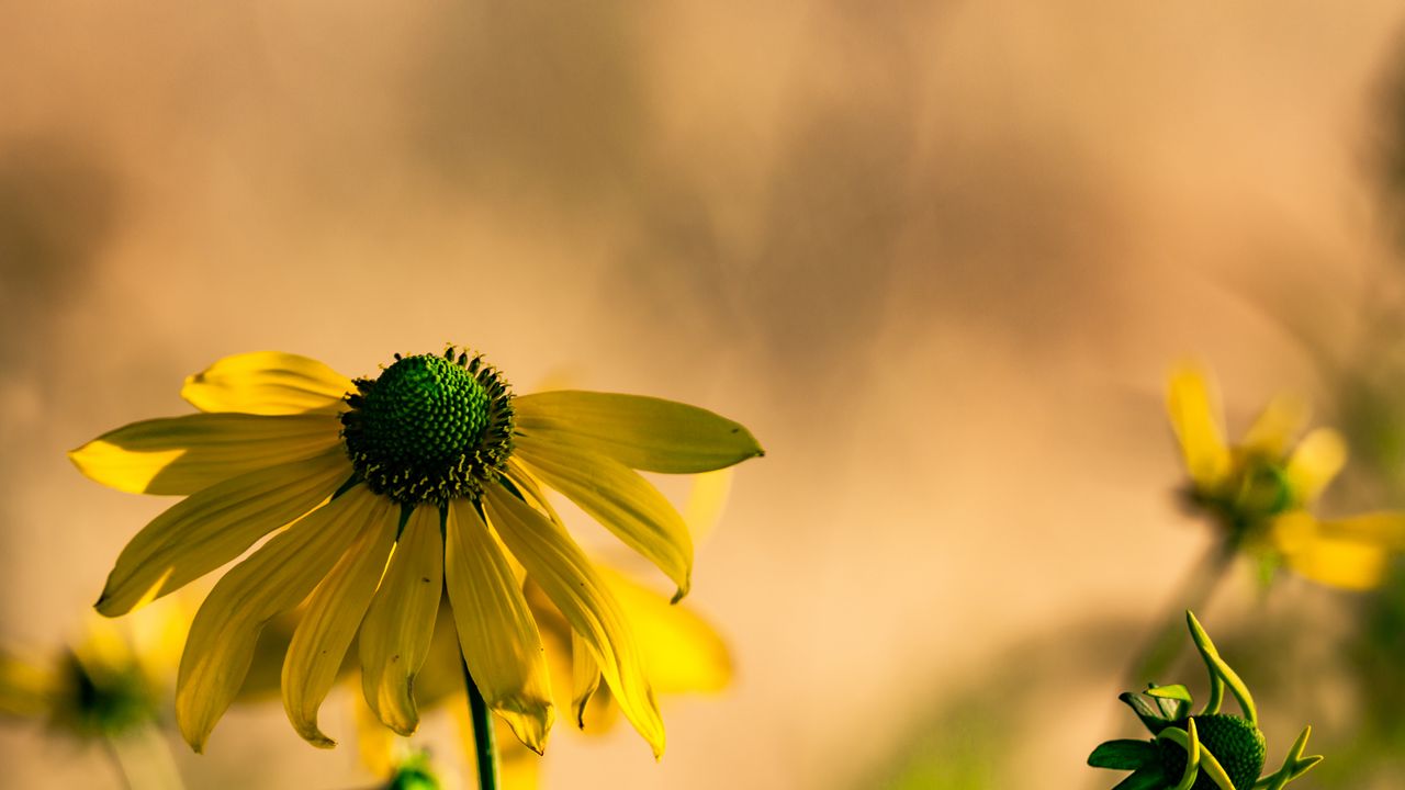 Wallpaper rudbeckia, flower, petals, macro