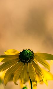 Preview wallpaper rudbeckia, flower, petals, macro