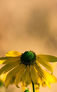 Preview wallpaper rudbeckia, flower, petals, macro