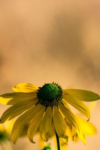 Preview wallpaper rudbeckia, flower, petals, macro