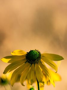 Preview wallpaper rudbeckia, flower, petals, macro