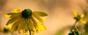 Preview wallpaper rudbeckia, flower, petals, macro