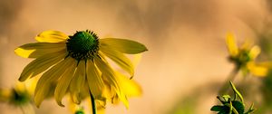 Preview wallpaper rudbeckia, flower, petals, macro