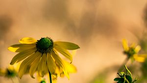 Preview wallpaper rudbeckia, flower, petals, macro