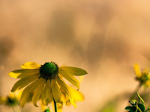 Preview wallpaper rudbeckia, flower, petals, macro