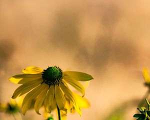 Preview wallpaper rudbeckia, flower, petals, macro