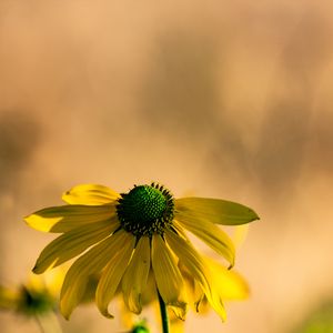 Preview wallpaper rudbeckia, flower, petals, macro