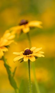 Preview wallpaper rudbeckia, flower, petals, macro, yellow