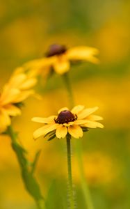 Preview wallpaper rudbeckia, flower, petals, macro, yellow