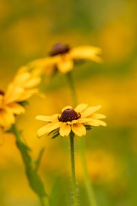 Preview wallpaper rudbeckia, flower, petals, macro, yellow