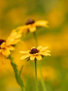 Preview wallpaper rudbeckia, flower, petals, macro, yellow