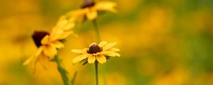 Preview wallpaper rudbeckia, flower, petals, macro, yellow