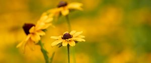 Preview wallpaper rudbeckia, flower, petals, macro, yellow