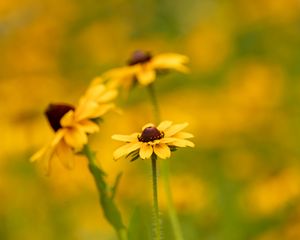 Preview wallpaper rudbeckia, flower, petals, macro, yellow