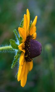 Preview wallpaper rudbeckia, flower, petals, macro, yellow, blur