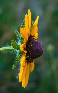 Preview wallpaper rudbeckia, flower, petals, macro, yellow, blur