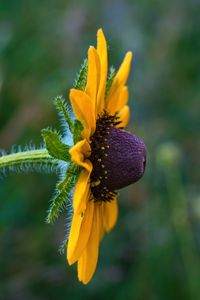 Preview wallpaper rudbeckia, flower, petals, macro, yellow, blur