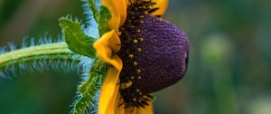 Preview wallpaper rudbeckia, flower, petals, macro, yellow, blur