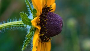 Preview wallpaper rudbeckia, flower, petals, macro, yellow, blur