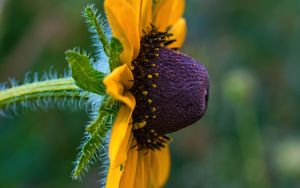 Preview wallpaper rudbeckia, flower, petals, macro, yellow, blur