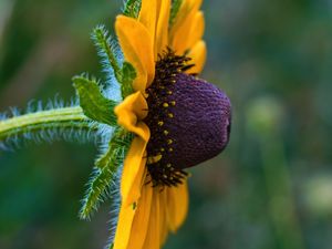 Preview wallpaper rudbeckia, flower, petals, macro, yellow, blur