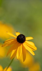 Preview wallpaper rudbeckia, flower, petals, blur, yellow, macro