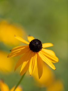 Preview wallpaper rudbeckia, flower, petals, blur, yellow, macro