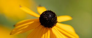 Preview wallpaper rudbeckia, flower, petals, blur, yellow, macro