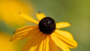 Preview wallpaper rudbeckia, flower, petals, blur, yellow, macro