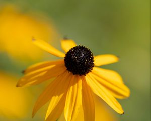 Preview wallpaper rudbeckia, flower, petals, blur, yellow, macro