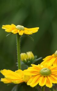 Preview wallpaper rudbeckia, flower, petals, yellow