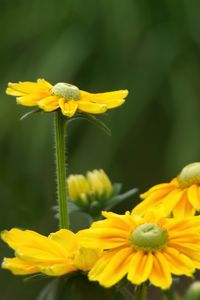 Preview wallpaper rudbeckia, flower, petals, yellow