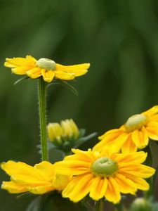 Preview wallpaper rudbeckia, flower, petals, yellow