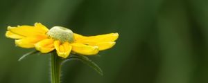 Preview wallpaper rudbeckia, flower, petals, yellow