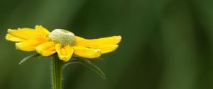 Preview wallpaper rudbeckia, flower, petals, yellow