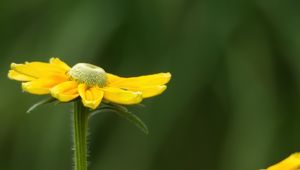 Preview wallpaper rudbeckia, flower, petals, yellow