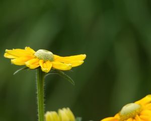 Preview wallpaper rudbeckia, flower, petals, yellow