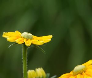 Preview wallpaper rudbeckia, flower, petals, yellow