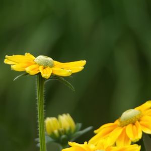 Preview wallpaper rudbeckia, flower, petals, yellow