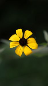 Preview wallpaper rudbeckia, flower, yellow, petals, macro, blur