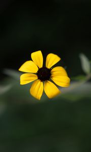 Preview wallpaper rudbeckia, flower, yellow, petals, macro, blur