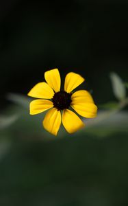 Preview wallpaper rudbeckia, flower, yellow, petals, macro, blur