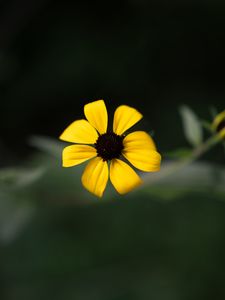 Preview wallpaper rudbeckia, flower, yellow, petals, macro, blur