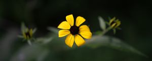 Preview wallpaper rudbeckia, flower, yellow, petals, macro, blur