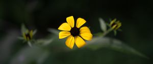 Preview wallpaper rudbeckia, flower, yellow, petals, macro, blur