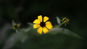 Preview wallpaper rudbeckia, flower, yellow, petals, macro, blur