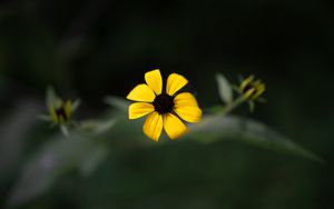 Preview wallpaper rudbeckia, flower, yellow, petals, macro, blur